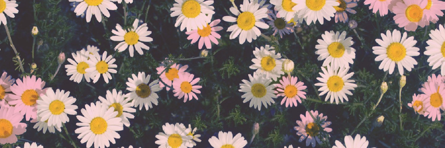 ℓɩℓℓɩ∊ ✾ banner