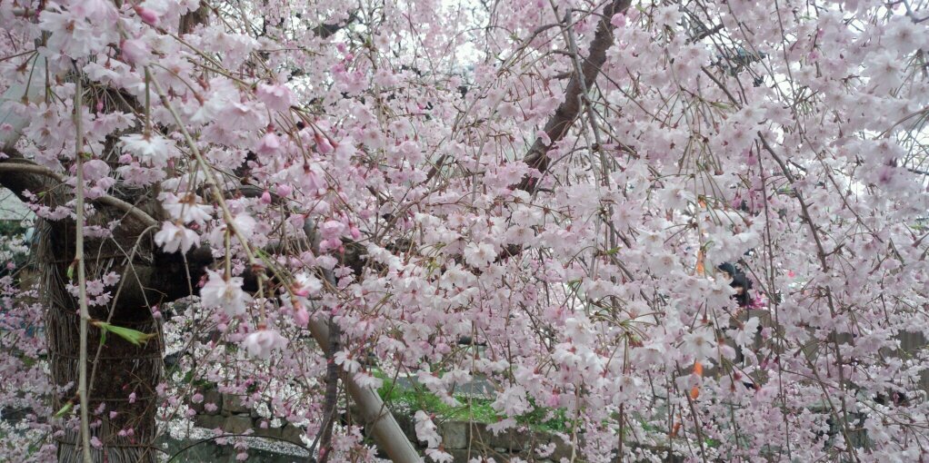 ymiki1's profile banner image