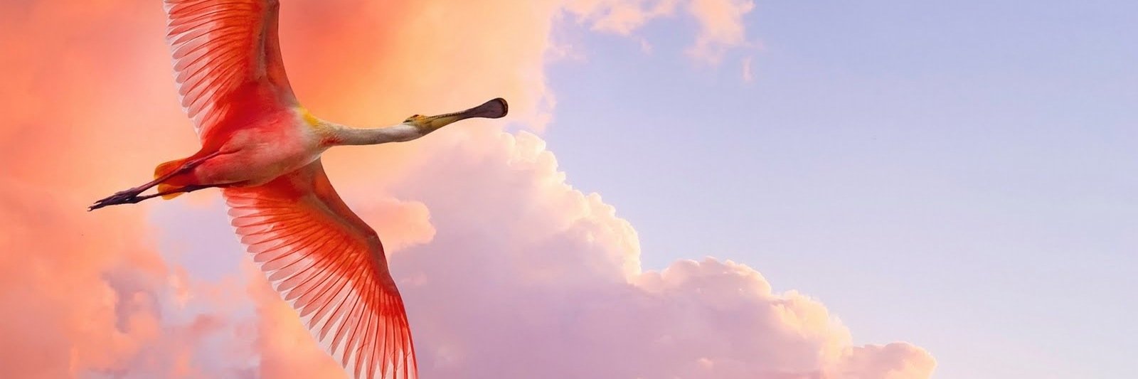 tassaorgtr's profile banner image