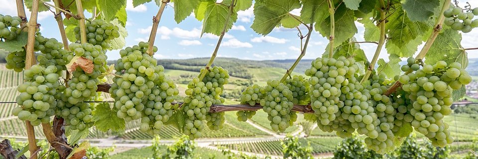 GrapeEscapes's profile banner image