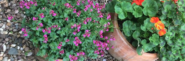 MariaS_Williams Profile Banner