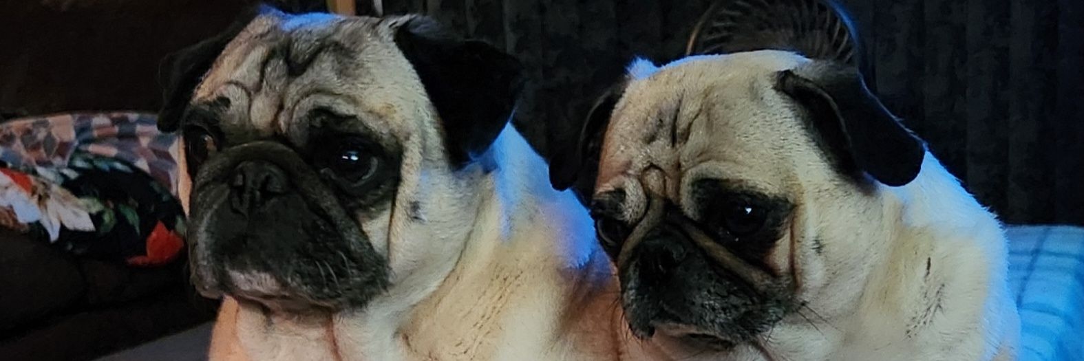 PootsMom's profile banner image