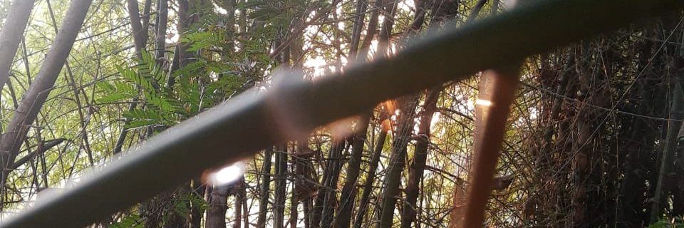 nature banner
