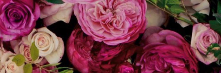 _ecisneros's profile banner image