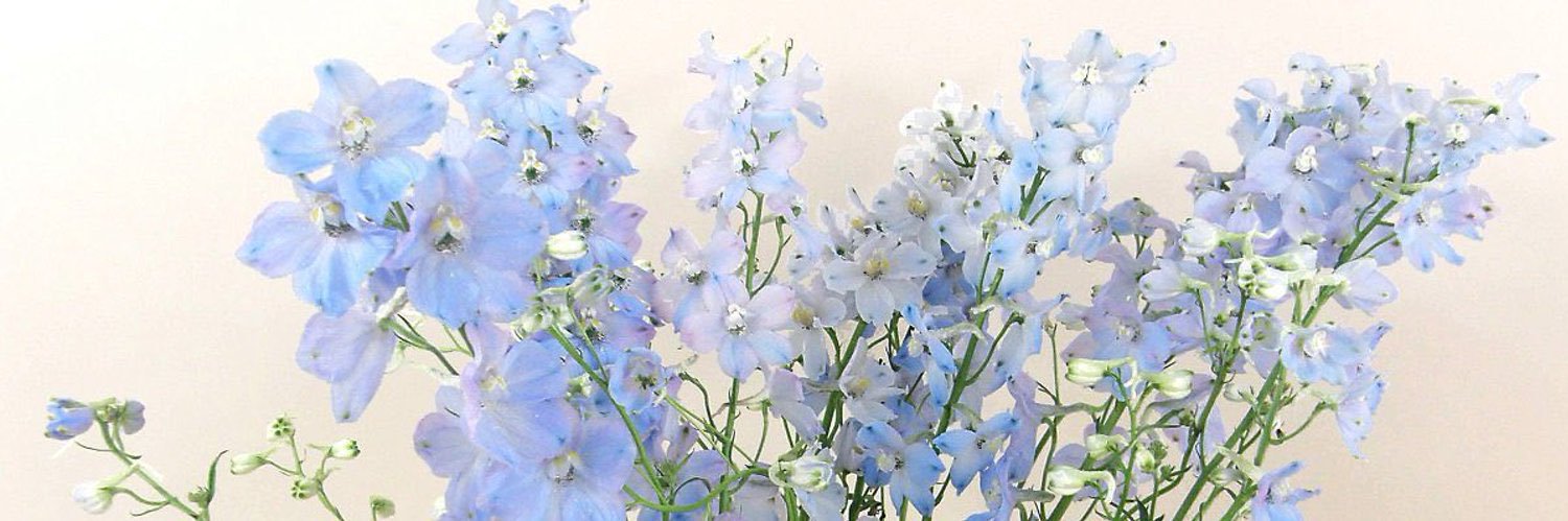 BlueVelvetSea's profile banner image