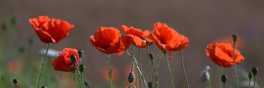 dentelles's profile banner image