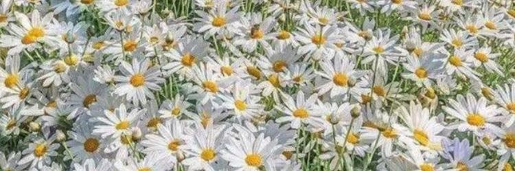 ardilinidsty's profile banner image