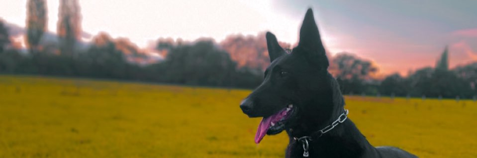 blondai90's profile banner image