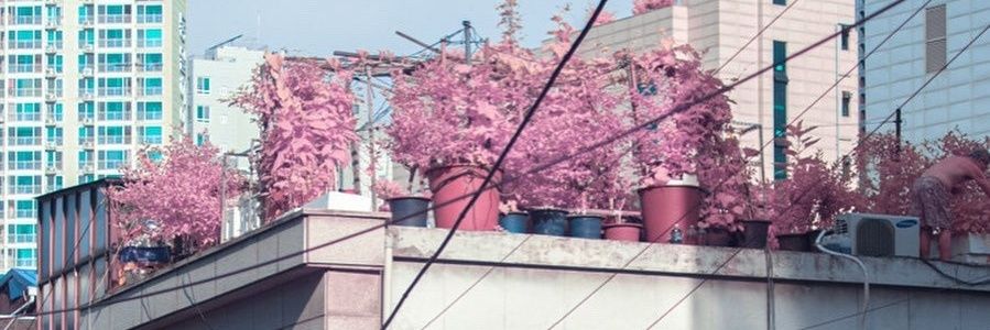 FelizzDom's profile banner image