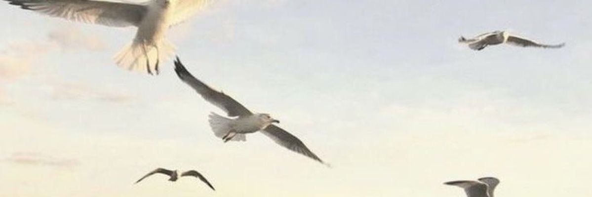 iRaghad_S's profile banner image