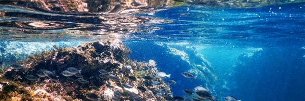 bear3_2 Profile Banner