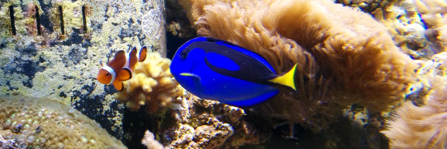 Amélie E. Koran banner