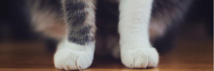 kholyzaaa's profile banner image