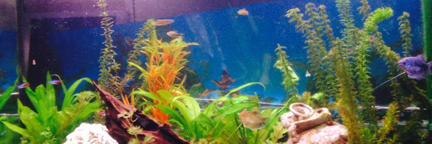 Steve ⭐️🇫🇷⭐️ banner