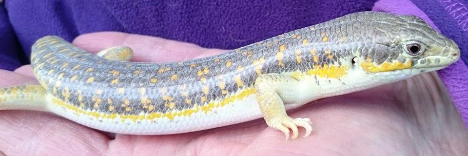 Lion Learners banner