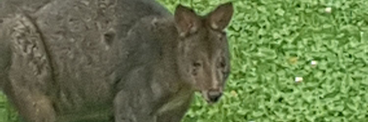 Budge_Buster's profile banner image