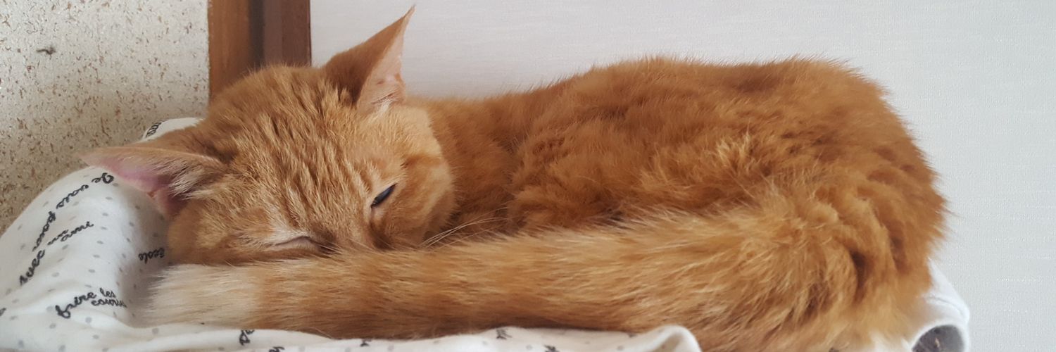 straycat1900's profile banner image