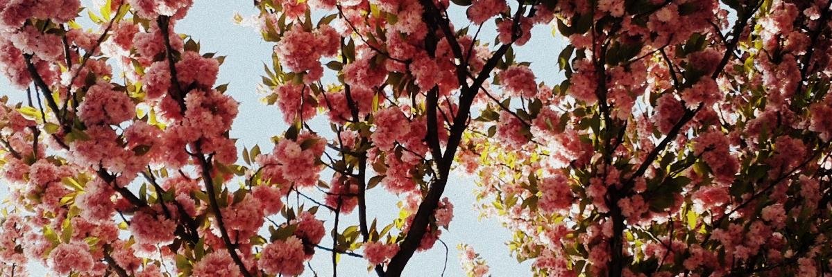PreselZsanett's profile banner image