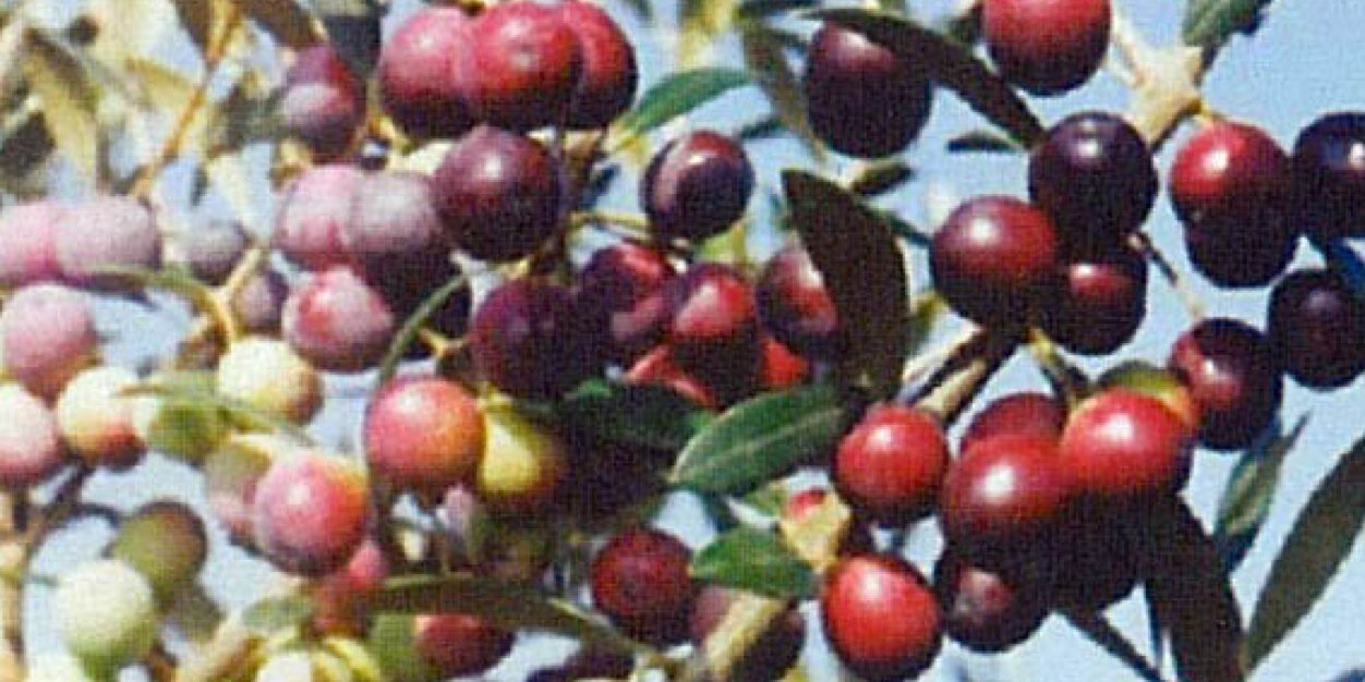 cigaykusbaba's profile banner image