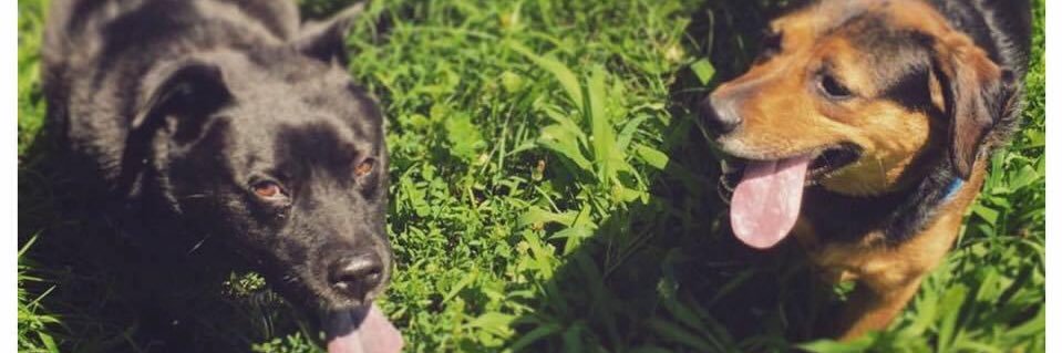 PikeDiane's profile banner image