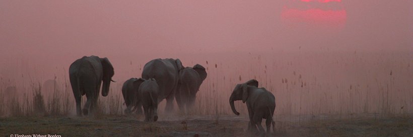 ElesWoutBorders's profile banner image
