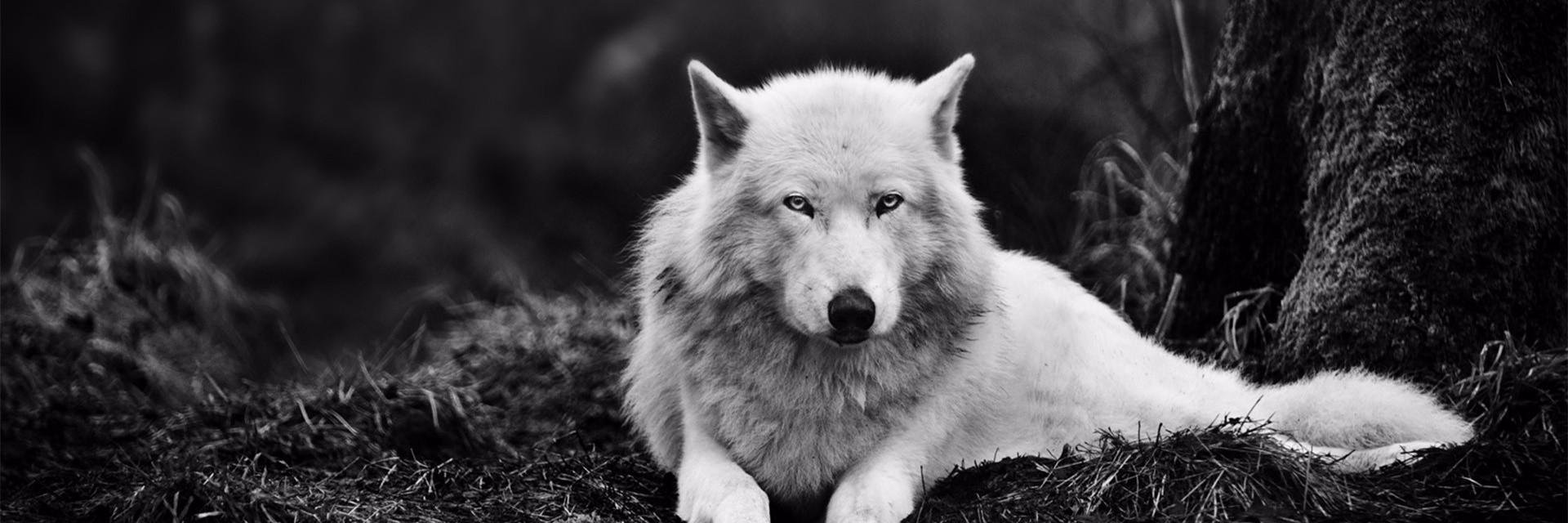 Skye_Billock's profile banner image