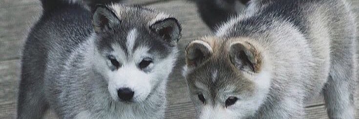 Luuweh's profile banner image