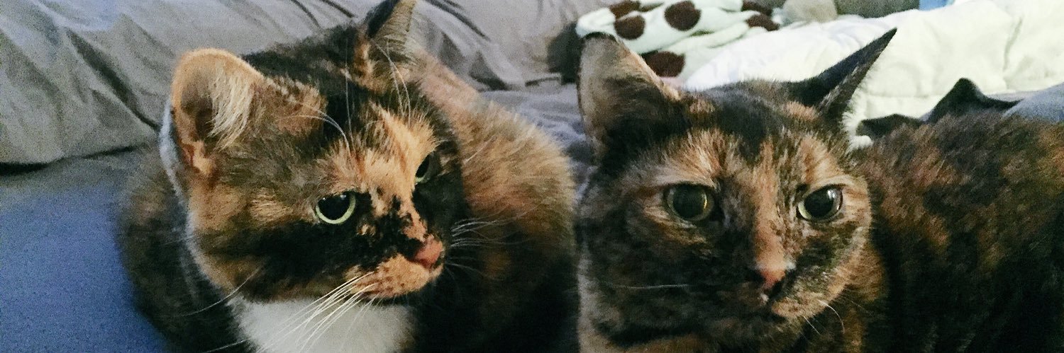 NecoDachi's profile banner image