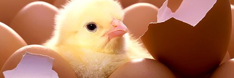 thomasevic's profile banner image