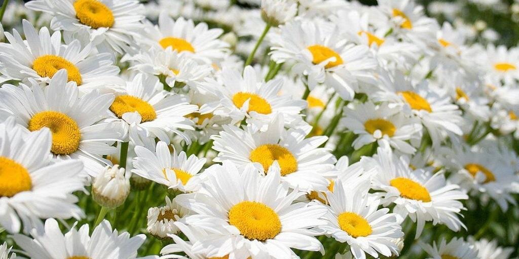 Lau_g_f's profile banner image