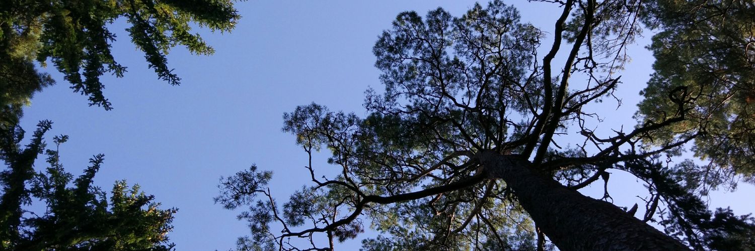 salvagonzalez11's profile banner image