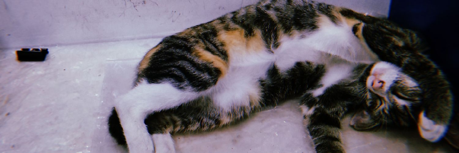 suanomali's profile banner image