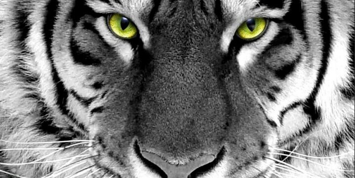 jenniferbosx's profile banner image