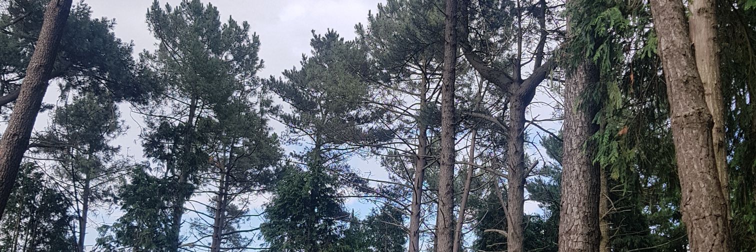 DjRekaldeberri's profile banner image