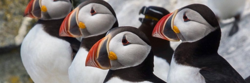 Lynn D. Cornell, M.D. banner