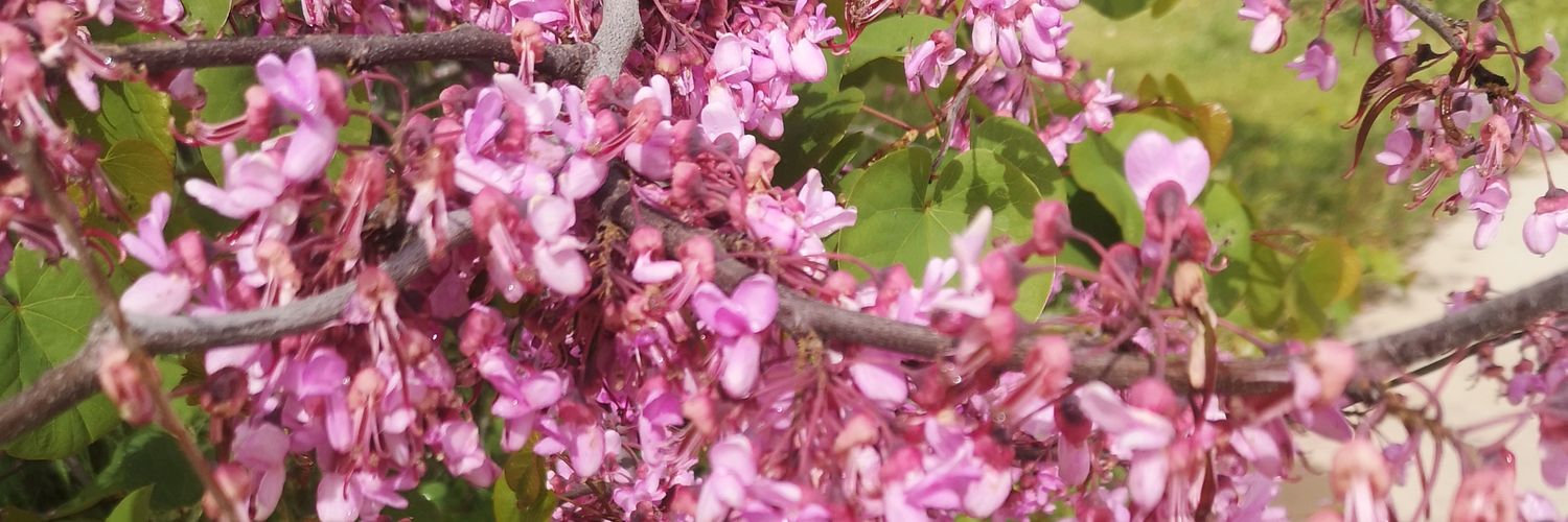 Belén Lázaro banner