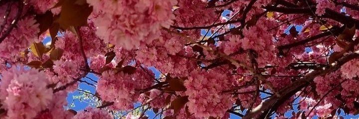 xximellis's profile banner image