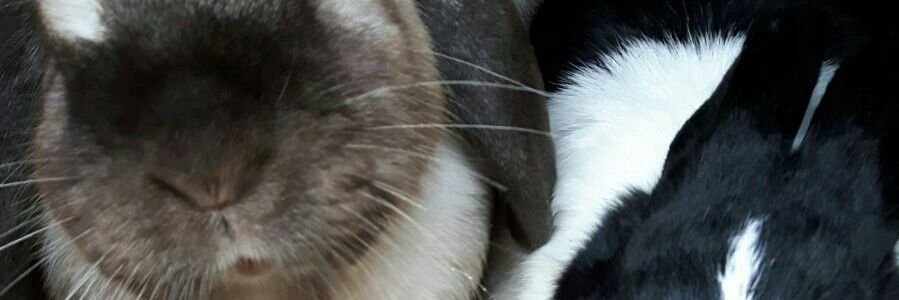 😎😂Em🐶🐇 banner