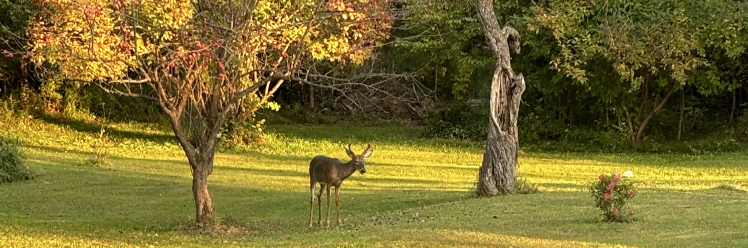 Sue MacDonald banner
