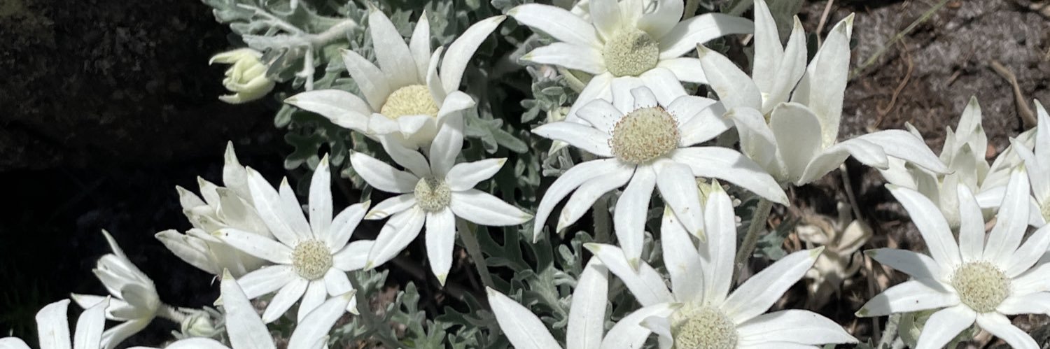 Millie banner
