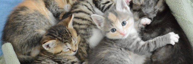 HappyCatsHaven's profile banner image
