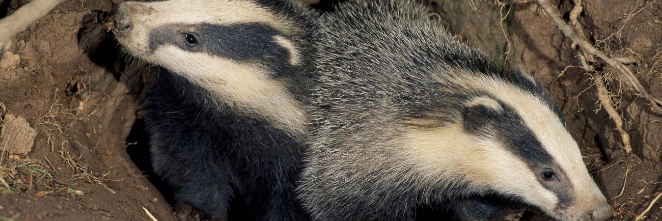 BadgerAlmighty's profile banner image