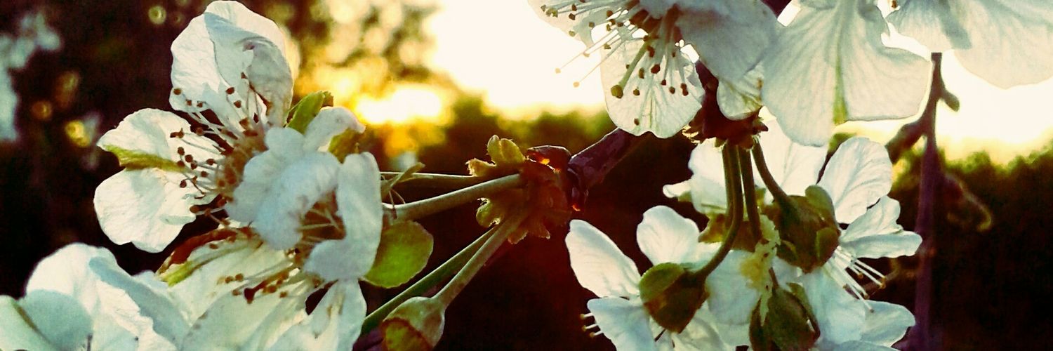 H_Jeanne_'s profile banner image