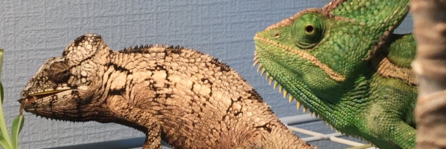 kingkongknee's profile banner image