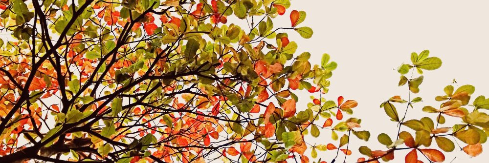 adcorem's profile banner image