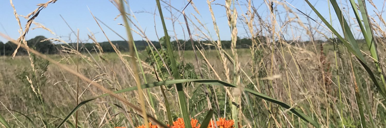 Lauren Mitchell banner