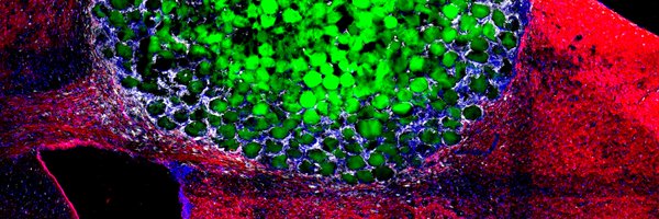 seguralab Profile Banner
