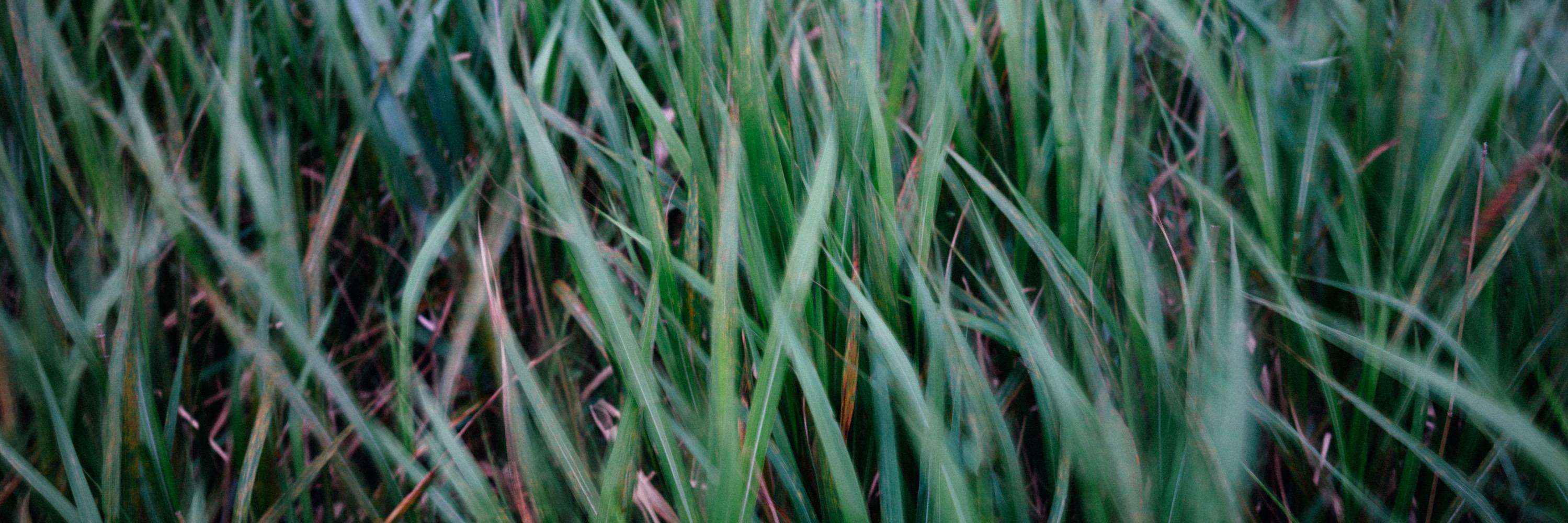 calitoway's profile banner image