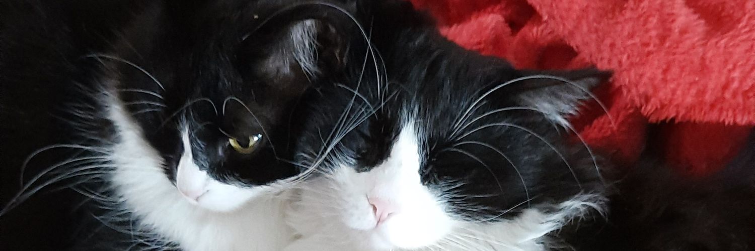 clarasois's profile banner image