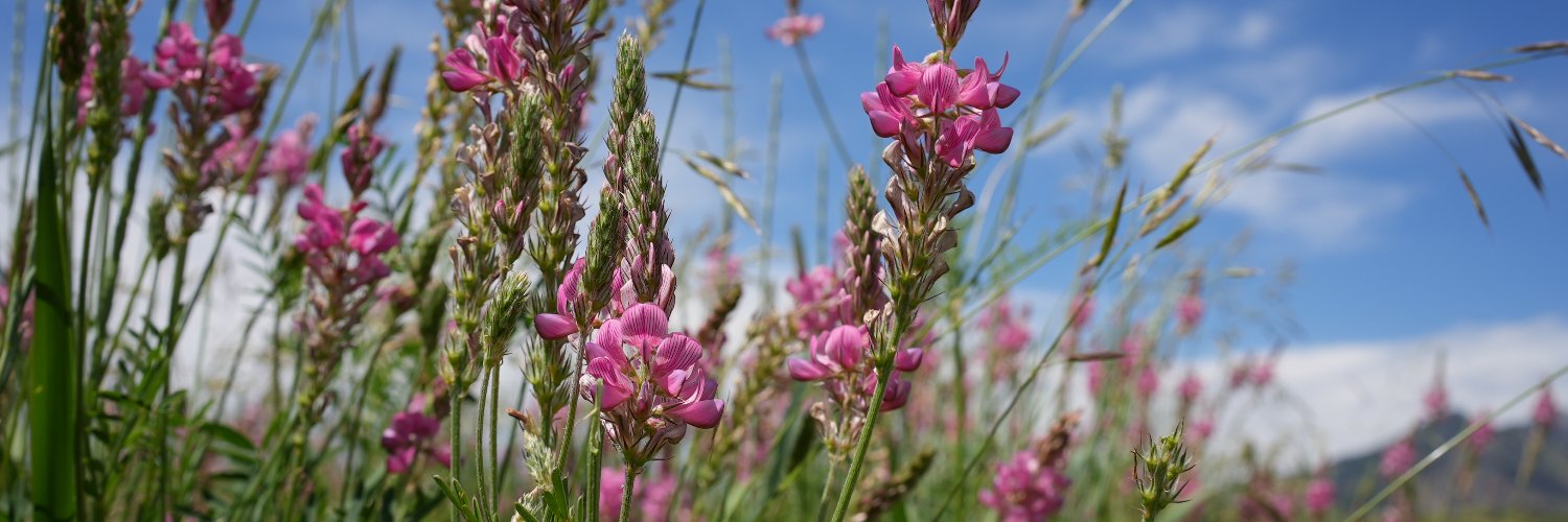 MSU Extension banner